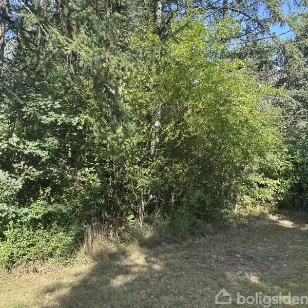 Tæt buskads fylder billedet, med frodige grønne blade der skaber en tæt væg af vegetation. Sollys skinner gennem løvet og oplyser jorden med spredte lyspletter.