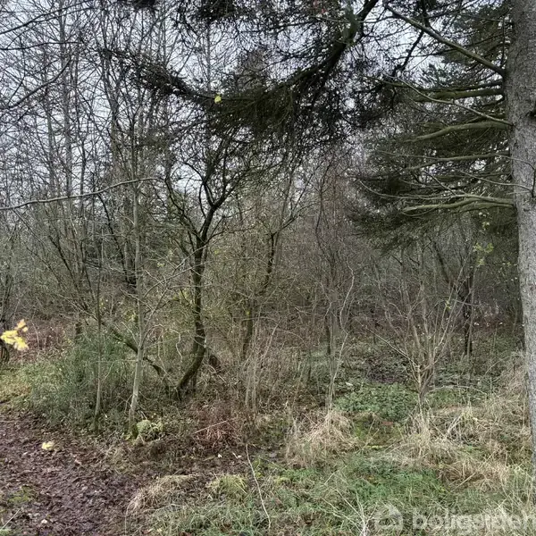 Træer og buske står tæt sammen i en skovklædt område med en grå himmel i baggrunden. Flere grene er nøgne, antyder vinter eller tidlig forår.