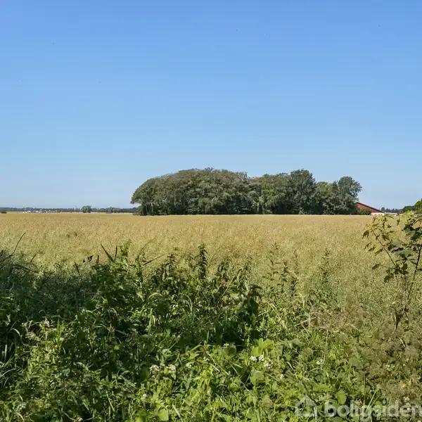 En frodig eng vokser stille med højt græs omkring sig. I baggrunden ses en skov og en blå himmel over.