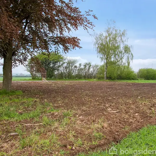 Et træ står på en pløjet mark, omgivet af grønt græs og buske, under en blå himmel med skyer.