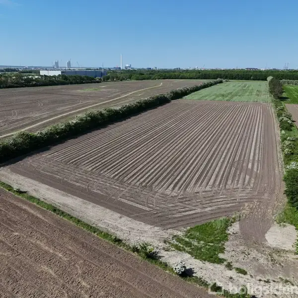 En mark med pløjede rækker strækker sig over et fladt terræn. Omkranset af grønne buske og træer, med en blå himmel og bygninger i det fjerne. Vindmøller ses til venstre.
