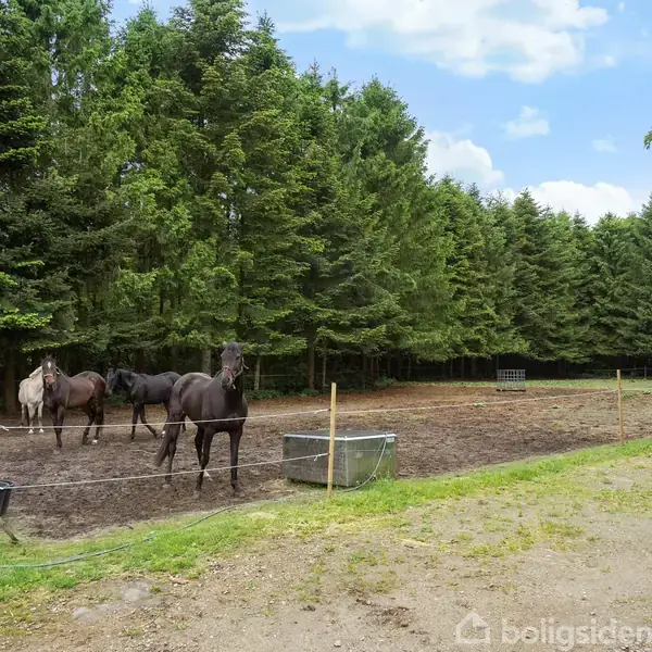 Tre heste står stille i en indhegnet fold omgivet af høje, tætte grantræer, på en solrig dag med blå himmel og nogle skyer. En vandtrug er placeret foran dem.