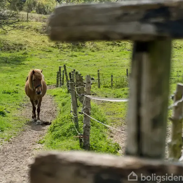 En hest går på en grusstig omgivet af grønne marker med hegn langs stien. En træport er delvist synlig i forgrunden.