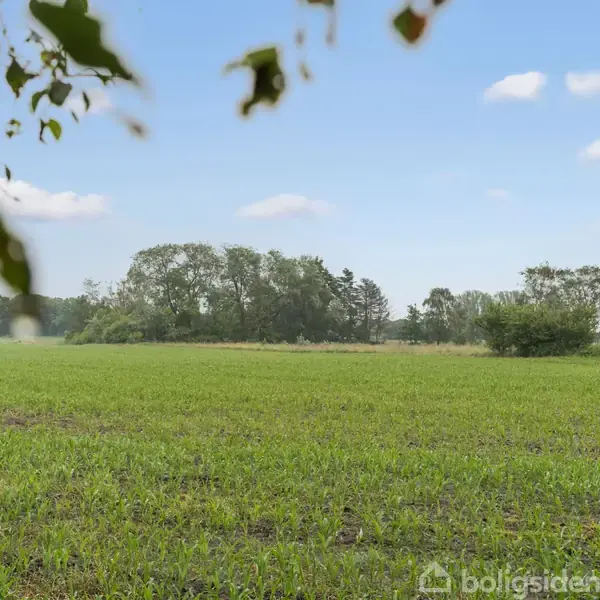 En grøn mark strækker sig ud mod en horisont med spredte træer. Blade hænger i forgrunden, og himlen er blå med lette skyer i baggrunden.
