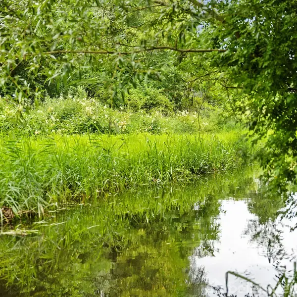 Bæk snoer sig gennem frodig, grøn vegetation og spejler træerne i det stille vand. Buske og træer omgiver området og skaber en rolig, naturlig atmosfære.