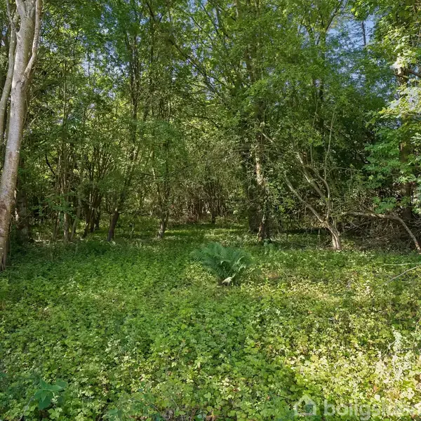 Træer står stille i en frodig skov med tæt, lav vegetation, badet i sollys. Lysegrønt bunddække fylder området, omgivet af tætte trækroner.