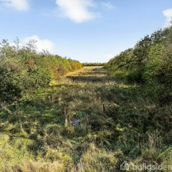 En bred, græsklædt sti strækker sig gennem et naturområde, omgivet af tætte buske og træer på begge sider. Himlen er klar med nogle få skyer.