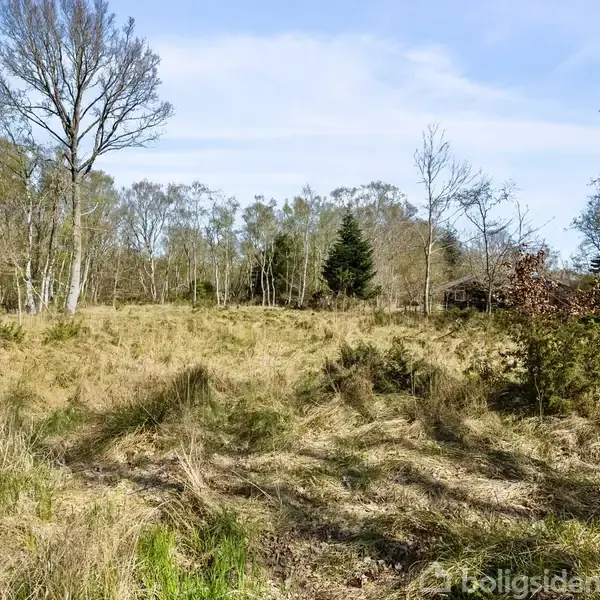 En åben græsmark omgivet af spredte træer under en klar blå himmel. Græsset er delvist tørt, og der er buske og høje træer spredt langs kanten af marken.