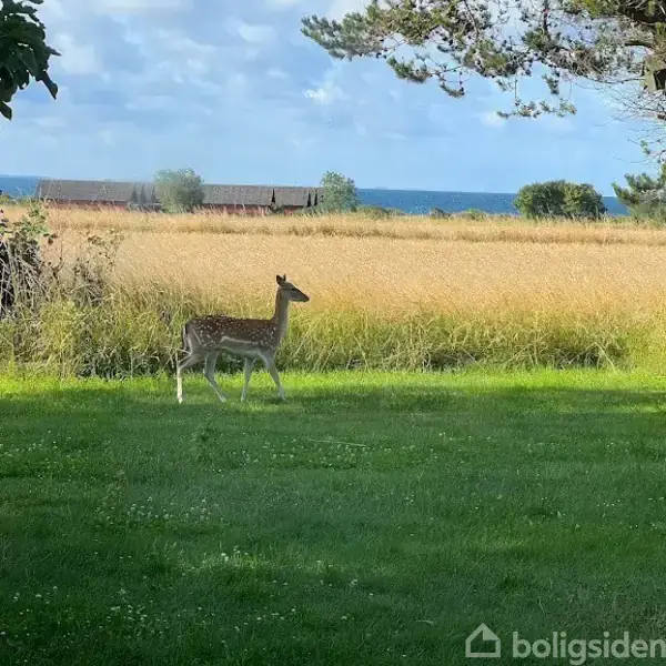 Et rådyr går på en grøn græsplæne foran en gylden kornmark med havudsigt og træer i baggrunden.
