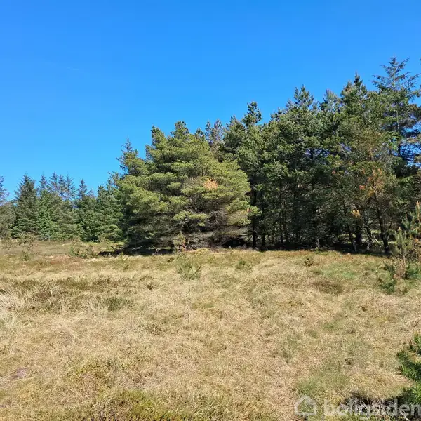 Græsbevokset eng ligger foran en tæt skov af høje grantræer under en klar blå himmel.