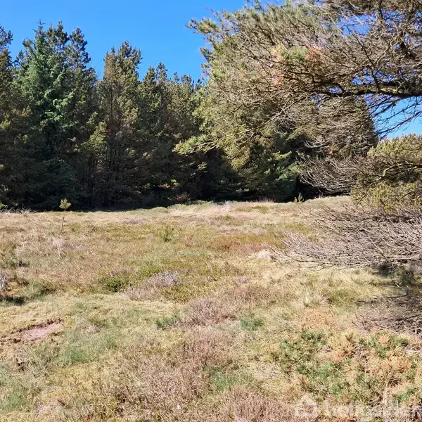 En lysning i en skov med græs og lave buske. Træer omkranser området, og solen skinner fra en klar blå himmel.
