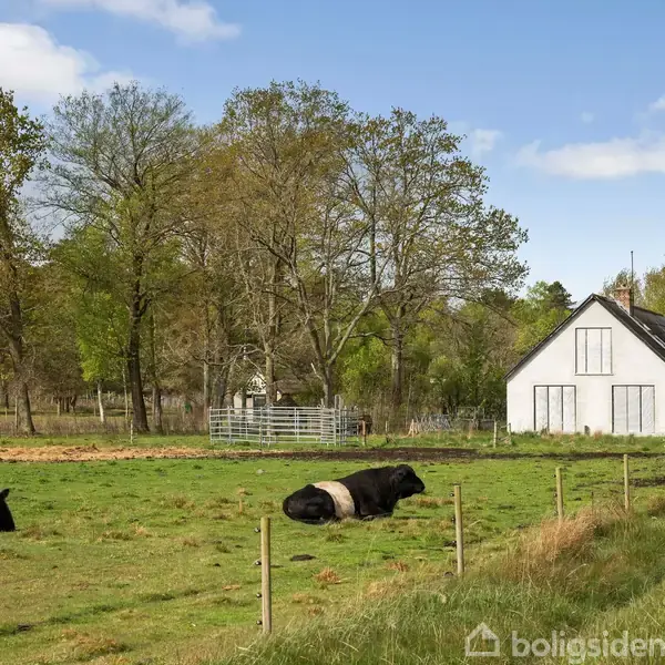 To køer ligger afslappet på en grøn mark, omgivet af hegn. I baggrunden ses et hvidt hus med skovkant, hvor store træer står under en blå himmel med spredte skyer.