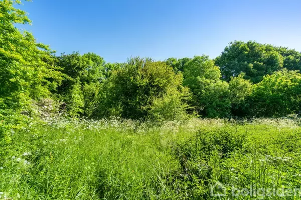 Græs fylder forgrunden, omgivet af tæt buskads og træer, under en klar blå himmel.