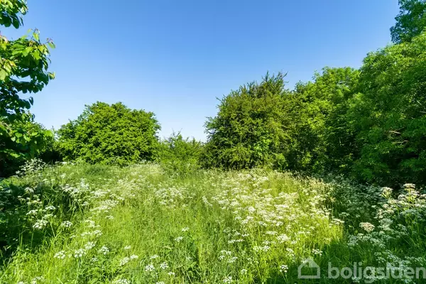 Grønt græs og vilde blomster vokser tæt på en solrig eng omgivet af frodige grønne træer under en klar blå himmel.