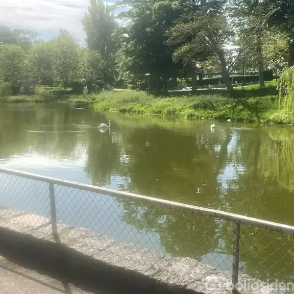 Svaner svømmer i en rolig sø omgivet af grønne træer i en park. I forgrunden står et hegn langs vandkanten. Der er solskin og spejlinger på vandet.
