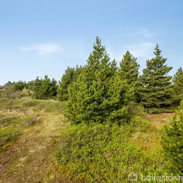 Grønne grantræer står stille i et åbent landskab med blå himmel. Til venstre ses et sort hus på afstand, omgivet af lav vegetation.