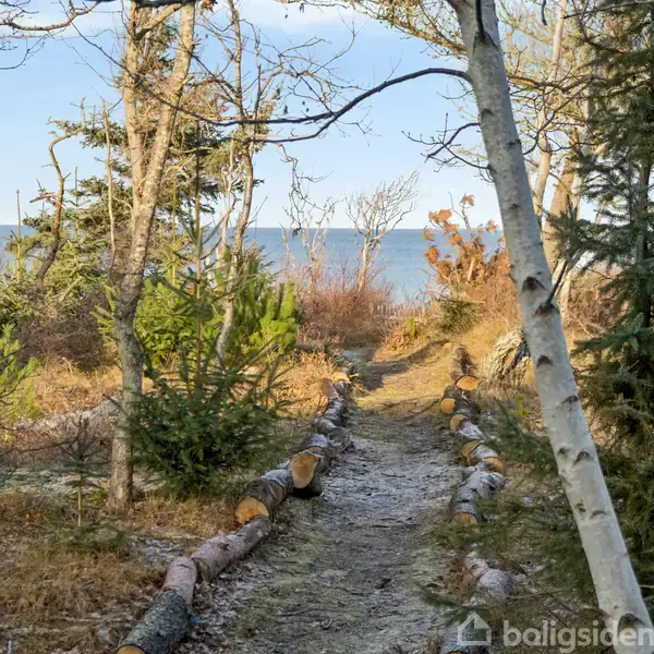 Sti kantet af træstammer fører gennem en skov med frost på jorden mod en blå havhorisont. Træer og buske omkranser stien, der giver en naturlig, rolig stemning.