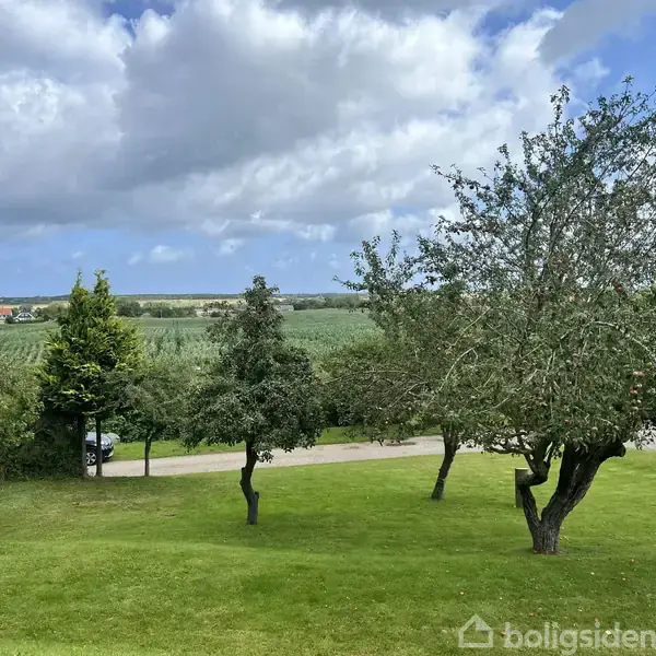 Grønne træer står på en græsplæne med en vej i baggrunden, omgivet af marker og under en delvist overskyet himmel.