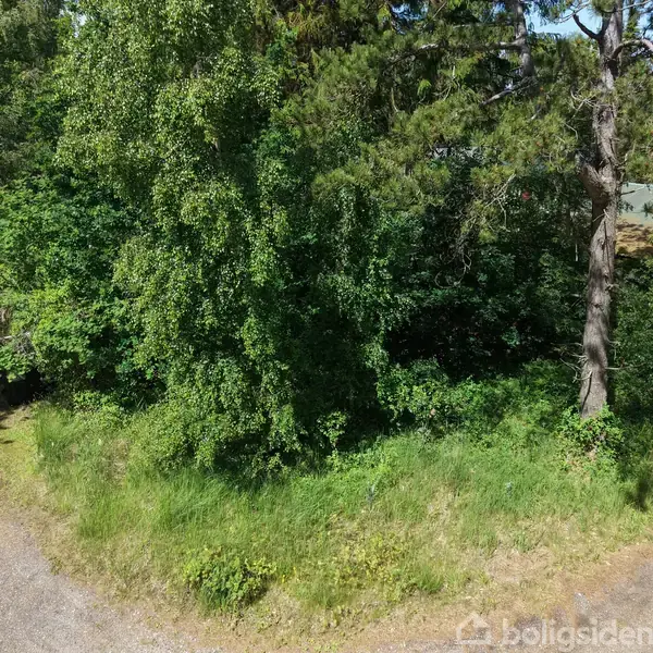 Grønt træ står stille i et skovområde med tæt vegetation omkring. I forgrunden ses en grusvej, mens skygger fra træerne falder på jorden.