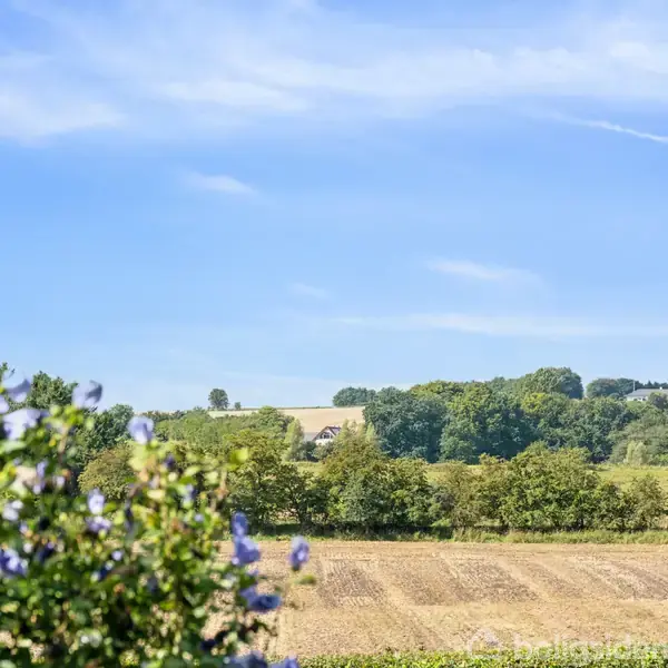Blomster i forgrunden omkranser en udsigt over en mark, der strækker sig mod en baggrund af bølgende bakker og træer under en blå himmel.