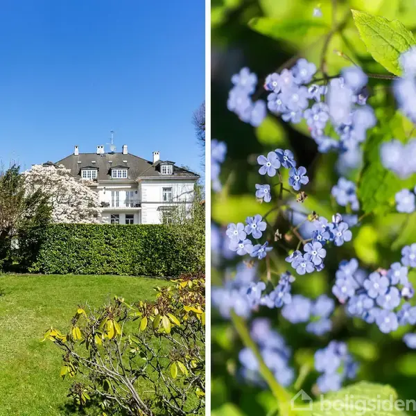En have med et gammelt træ og hække omkranser en stor villa. Solen skinner fra en klar blå himmel. Små lilla blomster ses i næroptagelse blandt grønne blade.