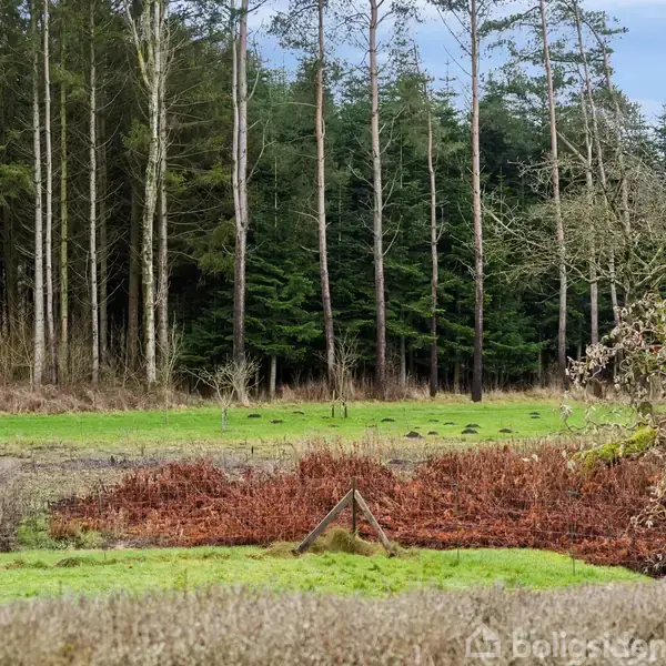 Træer står i en tæt skov i baggrunden, mens en græsplæne med brune og grønne områder breder sig i forgrunden. Ingen tekst er til stede.