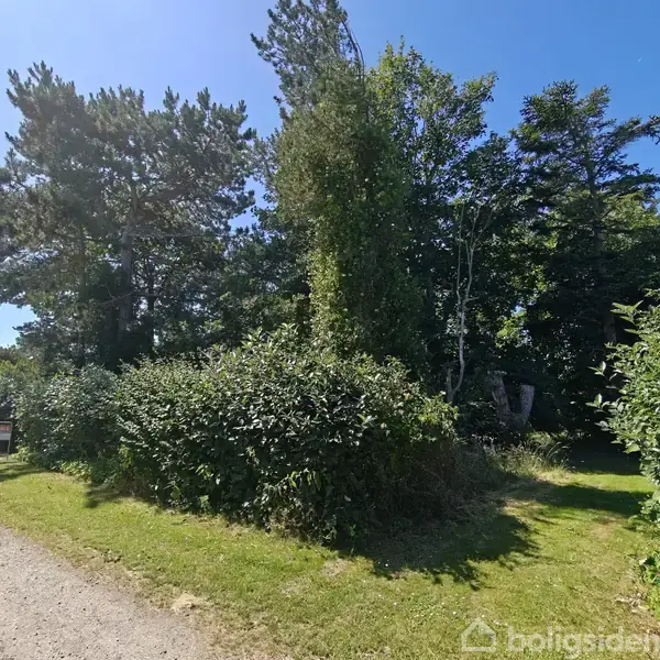 En grøn busk omgiver et skilt med teksten "Til salg" ved en grusvej. Baggrunden består af høje træer under en klar blå himmel.