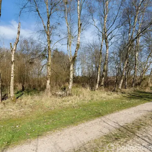 Træer står langs en grussti i en åben natur omgivet af tørt græs og buskads under en blå himmel med få skyer.