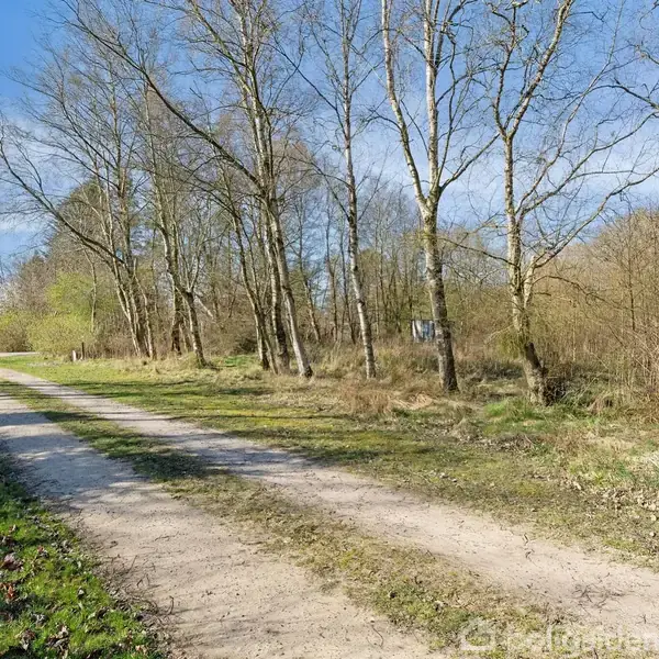 En grusvej bugter sig gennem et skovområde med spredte, bladløse træer under en klar blå himmel. Vegetationen omkring vejen er lav og delvist grøn.