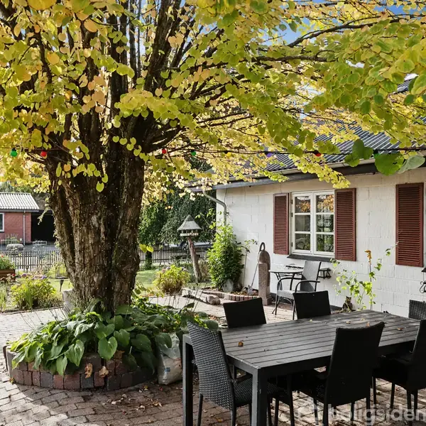 Et stort træ med gule blade står i en gårdhave med bord og stole. Ved siden af ses et hvidt hus med brune skodder og en anden bygning i baggrunden.