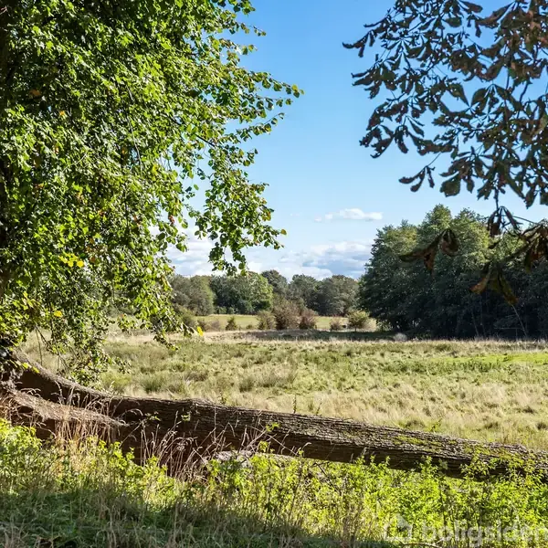En væltet træstamme ligger under et stort, grønt træ i en solrig eng, omgivet af marker og flere træer i horisonten.