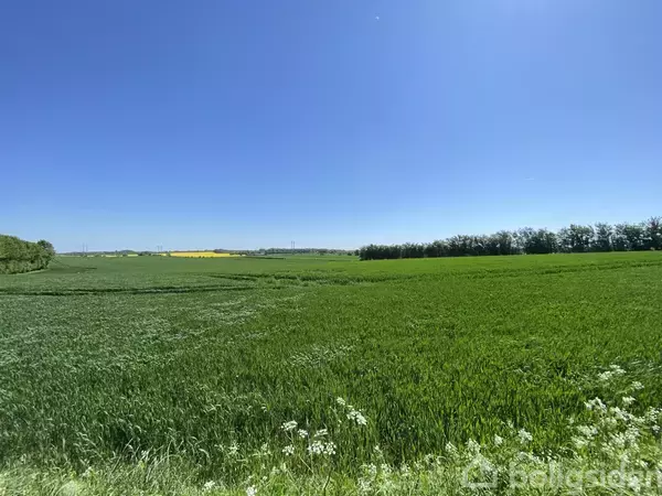Grønt græsfelt strækker sig mod horisonten under en klar blå himmel, omkranset af træer i baggrunden og nogle blomster i forgrunden.