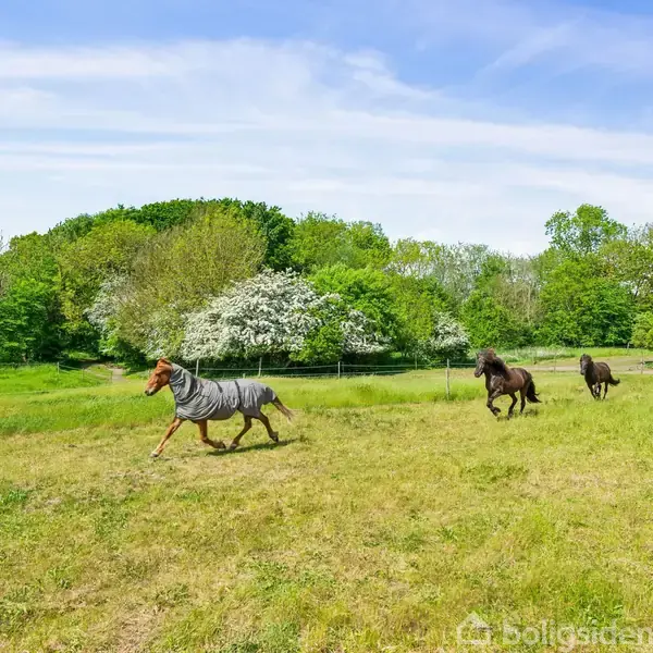 En hest iført tæppe galoperer gennem en grøn mark, omgivet af to andre heste. Området er præget af frodig vegetation og træer under en blå himmel.
