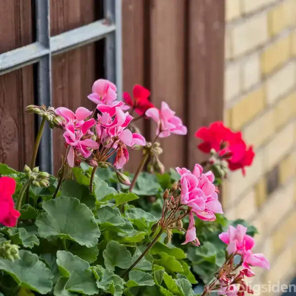 Blomster i potte, blomstrer generøst, omgivet af en træ- og murstensvæg. De prangende røde og lyserøde blomster stikker ud mod det grønne løv, tilføjer farve til omgivelserne.