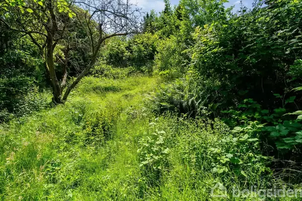 Et frodigt grønt landskab fyldt med tæt vegetation, herunder højt græs og buske, omkranser et ensomt, krogede træ under en blå himmel.
