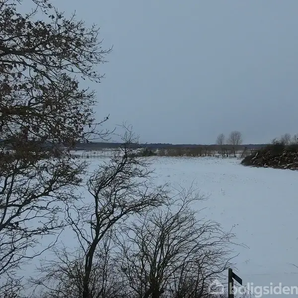Træer står uden løv ved en sneklædt mark. I baggrunden ses et fladt landskab under en grå himmel.