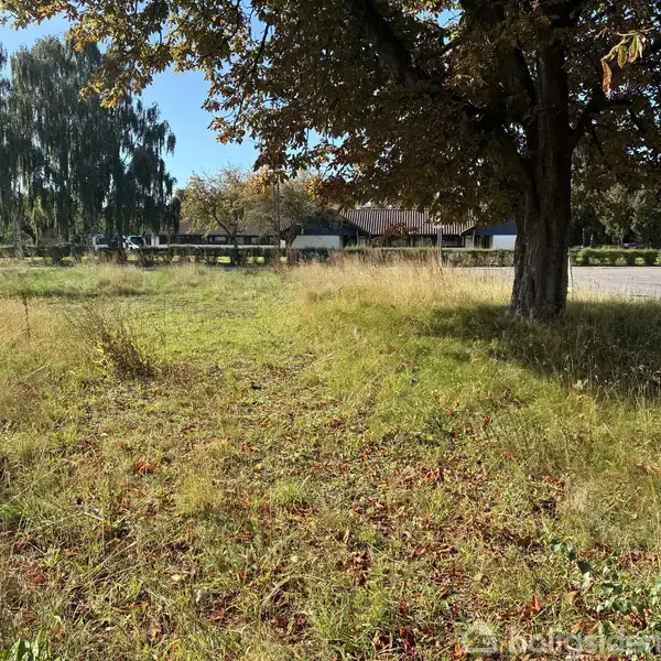 Græsareal under et stort træ, hvor spredte blade ligger på jorden. I baggrunden ses et hus og flere træer langs vejen.