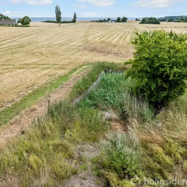 En grøn busk står ved siden af en lille dam omgivet af højt græs og vilde planter, placeret i et stort, åbent landbrugslandskab med marker strækkende sig til horisonten.