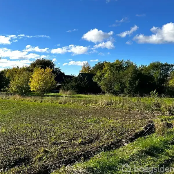 Et grønt markområde prydes af høje, frodige træer i baggrunden under en blå himmel med lette skyer. Græs og jordstruktur ses tydeligt langs markens kant.