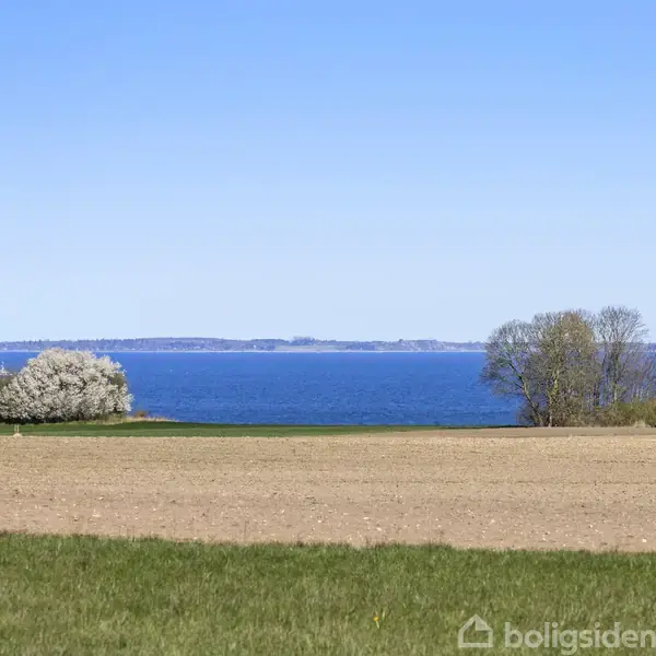 En blomstrende busk står på en mark foran en sø. Marker med græs og jord omgiver busken, mens blå himmel og vand ses i baggrunden.