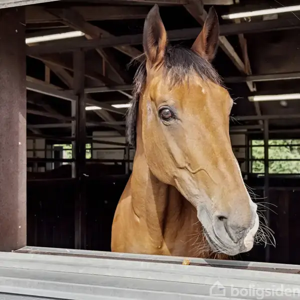 En hest kigger ud af et vindue fra en staldbygning med trævægge og synlige loftsbjælker. Indendørs lyser elpærer rummet op, og der er grønne træer udenfor.