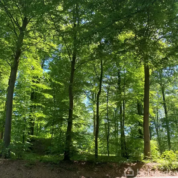 Træer står stille i en frodig skov, hvor sollys filtrerer gennem de grønne blade. Atmosfæren er fredfyldt og rummelig.
