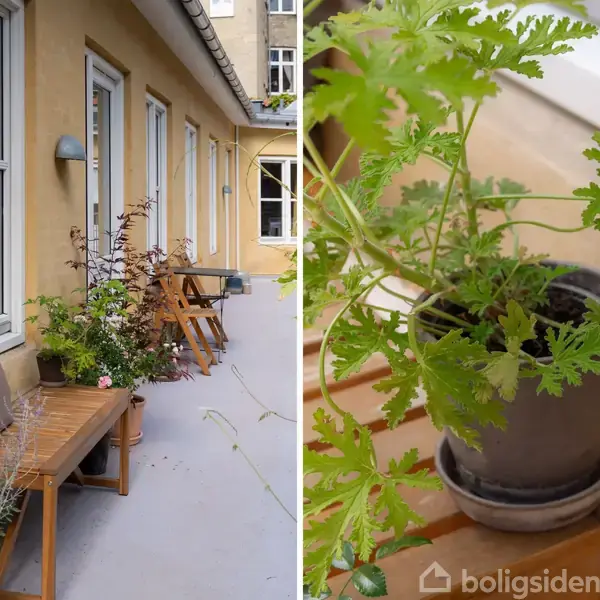 En altan med træbænke og planter i potter. Til venstre står en række havemøbler samt planter op ad husmuren. Til højre ses en nærbillede af en grøn plante.