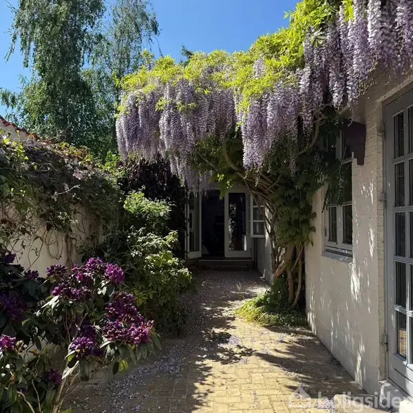 En gangbro omgivet af grønne planter og træer, hvor lilla blomster hænger fra en pergola. I baggrunden er en indgangsdør til et hus under skygge fra overhængende planter.