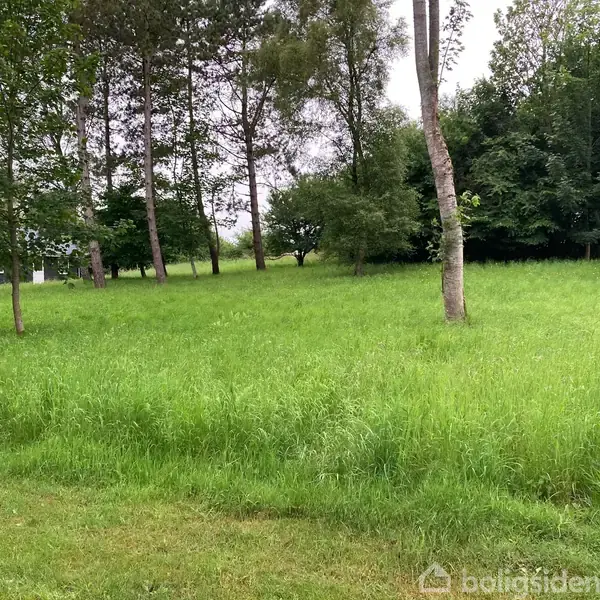 En græsplæne med højt græs står uberørt. Buske og træer danner en skovklædt baggrund.