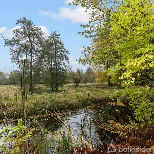En lille sø reflekterer trækronerne omkring. De grønne og gule træer omkranser vandet, hvor siv gror langs bredden. En eng strækker sig mod horisonten under den blå himmel.