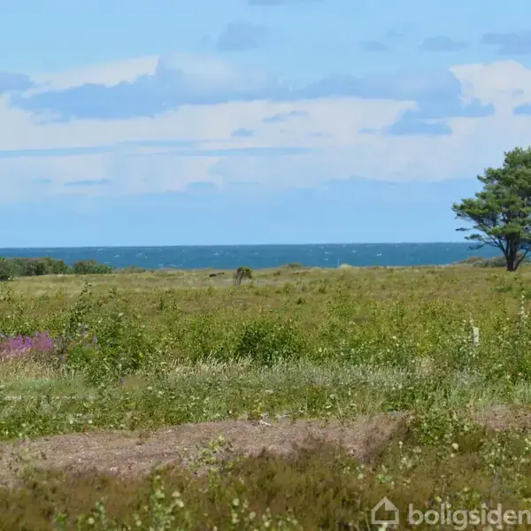 Grønt landskab med vilde blomster strækker sig mod horisonten, hvor havet kan ses i baggrunden. Træer står spredt omkring, og himlen er klar med få skyer.