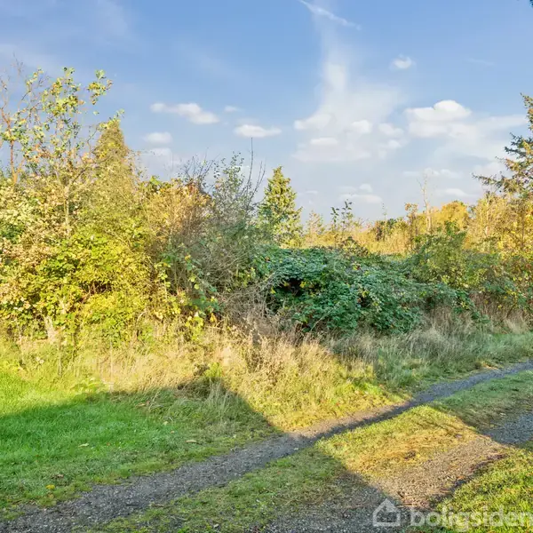 En solbelyst grusvej strækker sig langs en frodig, grøn buskrække med spredte træer i kanten af et åbent naturområde under en blå himmel.