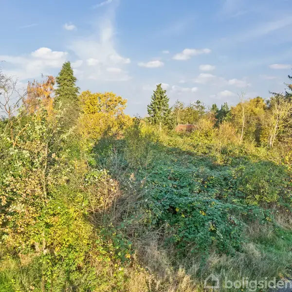 Grønt buskads fylder en skovbevokset bakke med spredte træer, omgivet af en blå himmel med lette skyer.