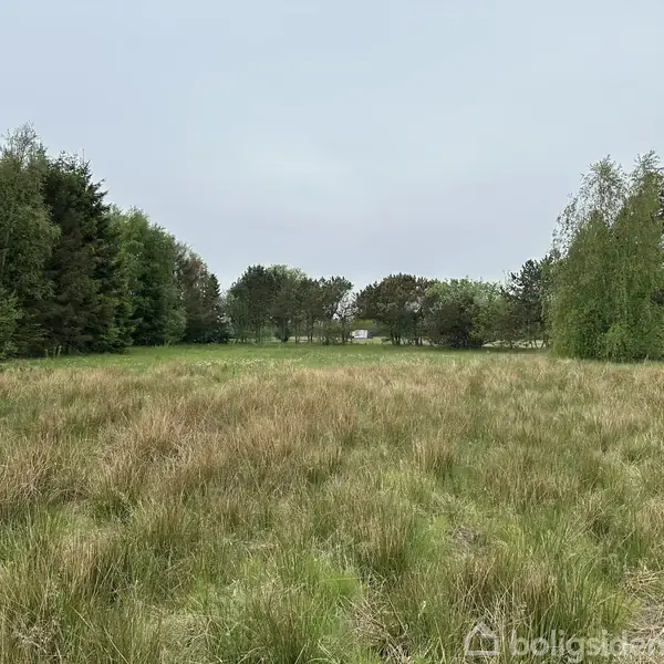 En græsmark med højt, tørt græs strækker sig foran en række tætliggende træer under en grå himmel. Området virker uplejet og naturligt.
